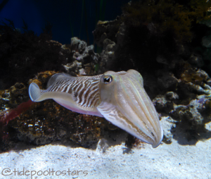 Cute cuttlefish (aka "cuddle fish" :)