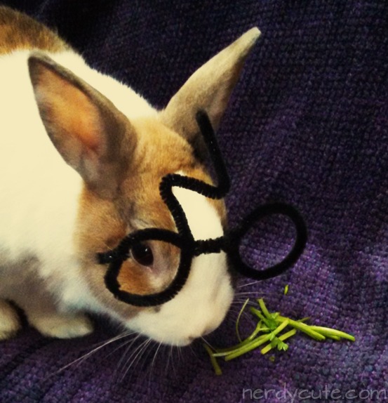 Hooper the Office Bunny as Harry Potter