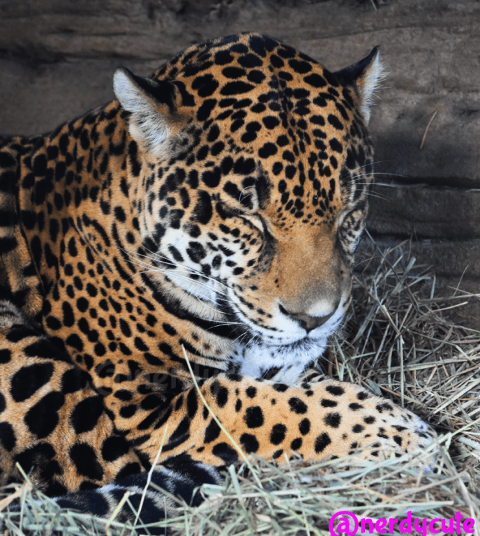 sleepy jaguar