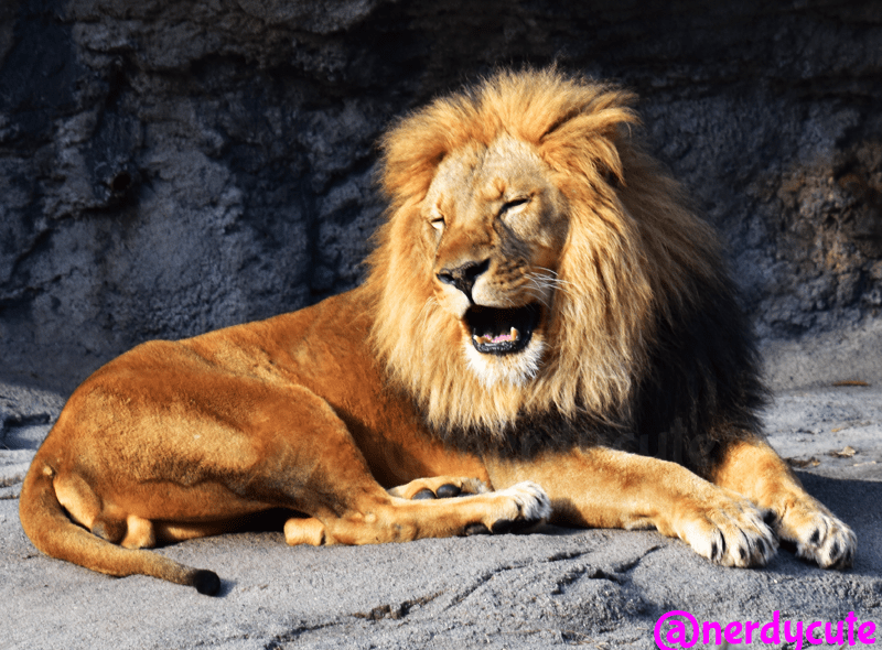 sleepy yawning lion